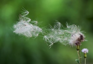 風(fēng)舞草 王崴 -《水墨流觴》