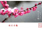 【網(wǎng)絡投稿】花慕·傲 文/文心惟木