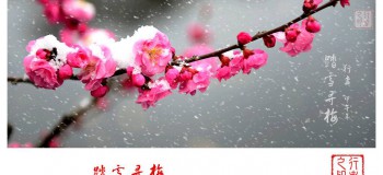 【網(wǎng)絡(luò)投稿】花慕·傲 文/文心惟木